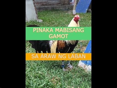 tukaan sabong|Tukaan .